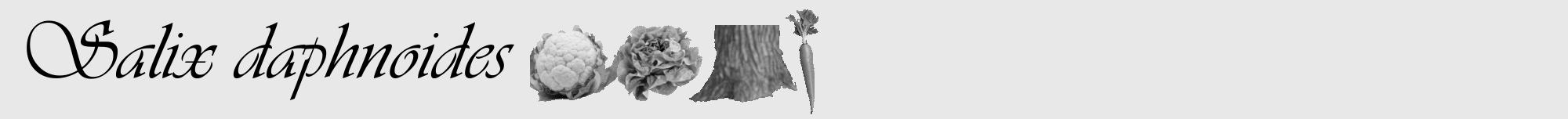 Étiquette de : Salix daphnoides - format a - style noire55viv avec comestibilité simplifiée