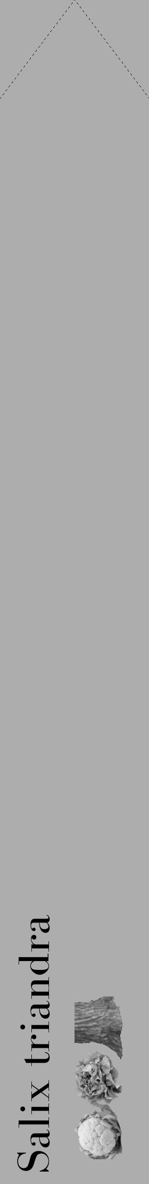 Étiquette de : Salix triandra - format c - style noire22_simple_simplebod avec comestibilité simplifiée - position verticale