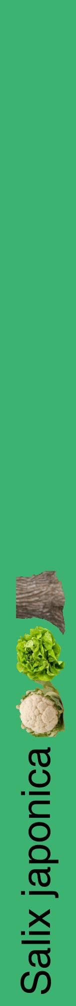 Étiquette de : Salix japonica - format a - style noire12hel avec comestibilité simplifiée