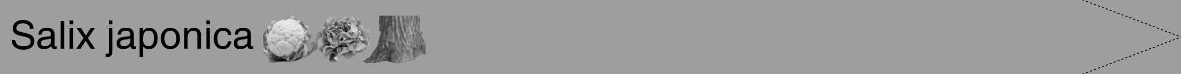 Étiquette de : Salix japonica - format b - style noire42hel avec comestibilité simplifiée