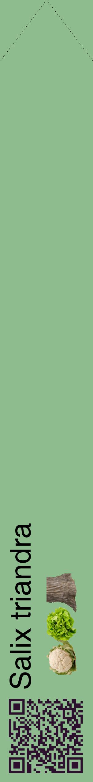 Étiquette de : Salix triandra - format c - style noire13_simplehel avec qrcode et comestibilité simplifiée