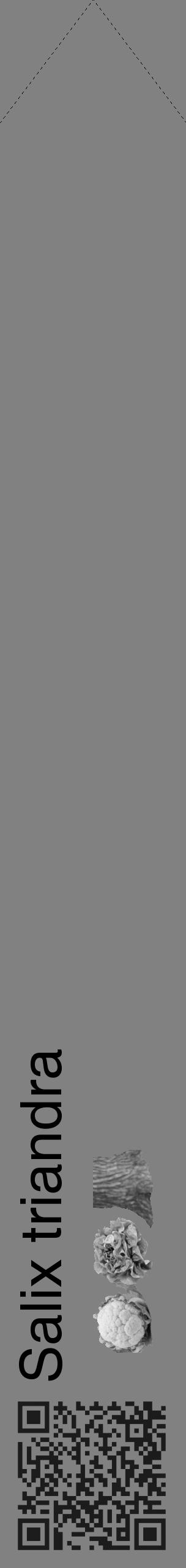 Étiquette de : Salix triandra - format c - style noire50_simple_simplehel avec qrcode et comestibilité simplifiée - position verticale