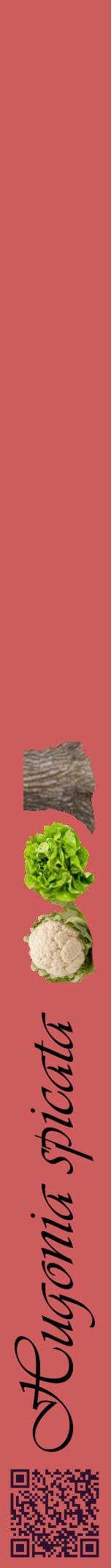 Étiquette de : Hugonia spicata - format a - style noire35viv avec qrcode et comestibilité simplifiée