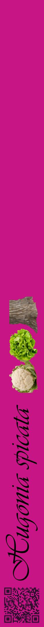 Étiquette de : Hugonia spicata - format a - style noire45viv avec qrcode et comestibilité simplifiée