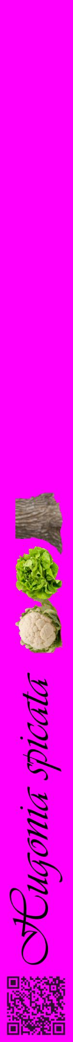 Étiquette de : Hugonia spicata - format a - style noire51viv avec qrcode et comestibilité simplifiée