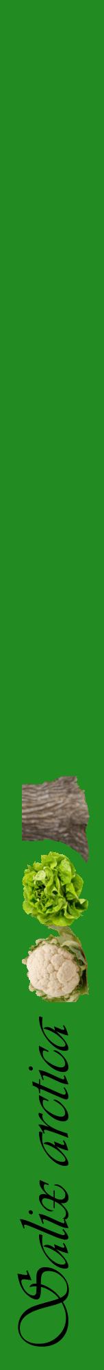 Étiquette de : Salix arctica - format a - style noire10viv avec comestibilité simplifiée