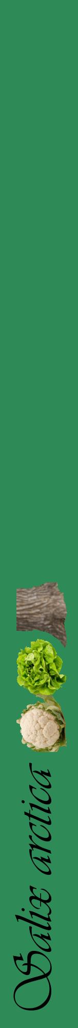 Étiquette de : Salix arctica - format a - style noire11viv avec comestibilité simplifiée