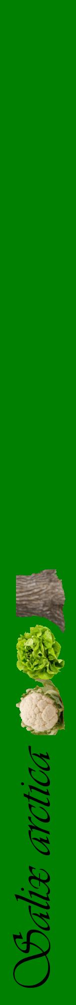 Étiquette de : Salix arctica - format a - style noire9viv avec comestibilité simplifiée