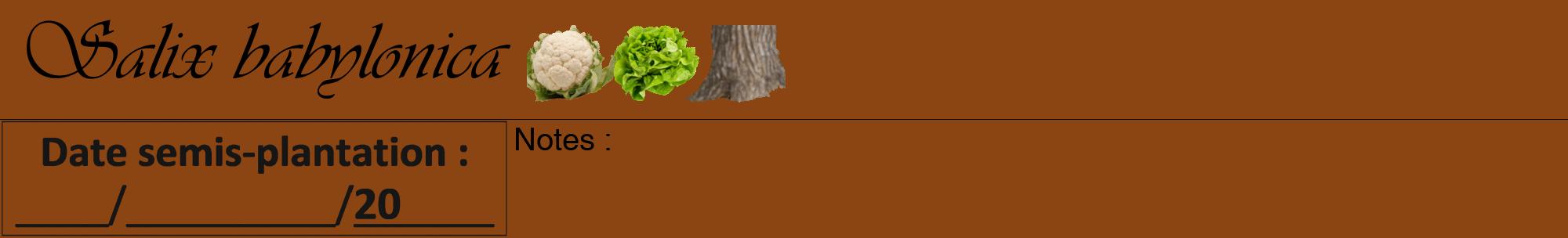 Étiquette de : Salix babylonica - format a - style noire30viv avec comestibilité simplifiée