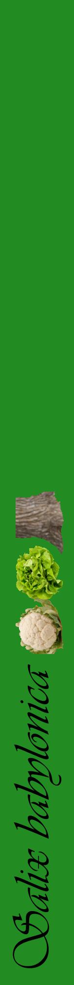 Étiquette de : Salix babylonica - format a - style noire10viv avec comestibilité simplifiée