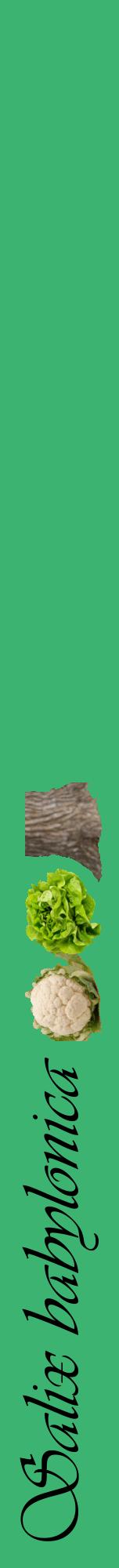 Étiquette de : Salix babylonica - format a - style noire12viv avec comestibilité simplifiée