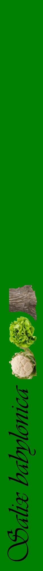 Étiquette de : Salix babylonica - format a - style noire9viv avec comestibilité simplifiée