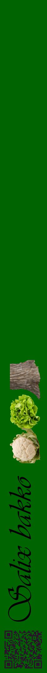 Étiquette de : Salix bakko - format a - style noire8viv avec qrcode et comestibilité simplifiée