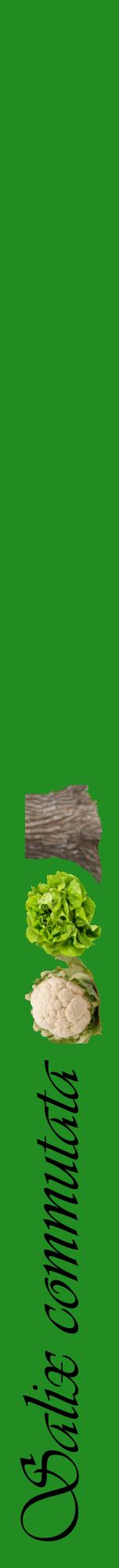 Étiquette de : Salix commutata - format a - style noire10viv avec comestibilité simplifiée