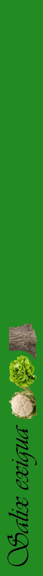 Étiquette de : Salix exigua - format a - style noire10viv avec comestibilité simplifiée