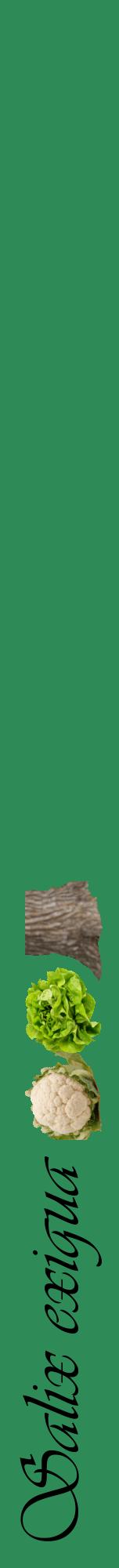 Étiquette de : Salix exigua - format a - style noire11viv avec comestibilité simplifiée