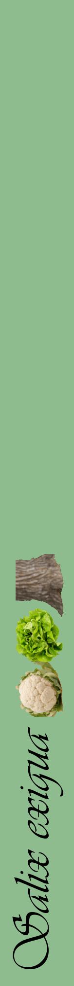 Étiquette de : Salix exigua - format a - style noire13viv avec comestibilité simplifiée