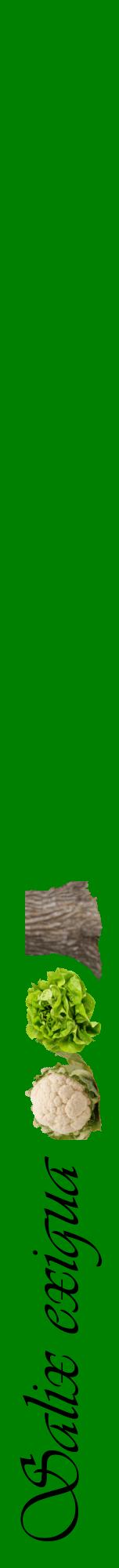 Étiquette de : Salix exigua - format a - style noire9viv avec comestibilité simplifiée