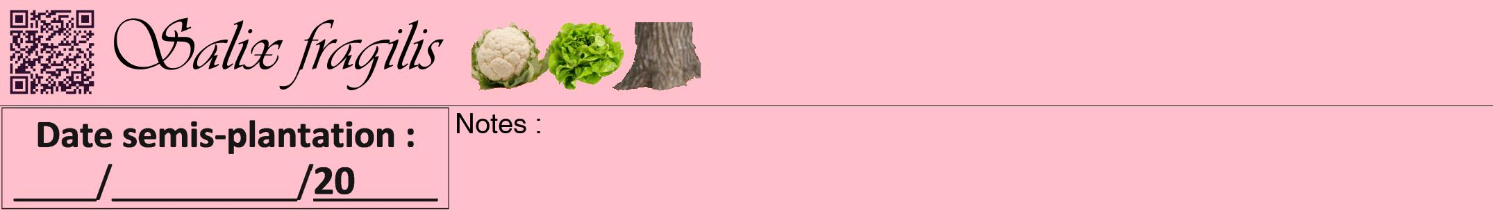 Étiquette de : Salix fragilis - format a - style noire40simpleviv avec qrcode et comestibilité simplifiée
