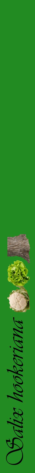 Étiquette de : Salix hookeriana - format a - style noire10viv avec comestibilité simplifiée