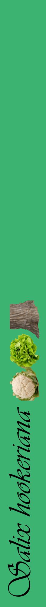 Étiquette de : Salix hookeriana - format a - style noire12viv avec comestibilité simplifiée
