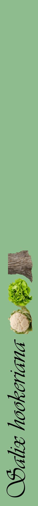 Étiquette de : Salix hookeriana - format a - style noire13viv avec comestibilité simplifiée