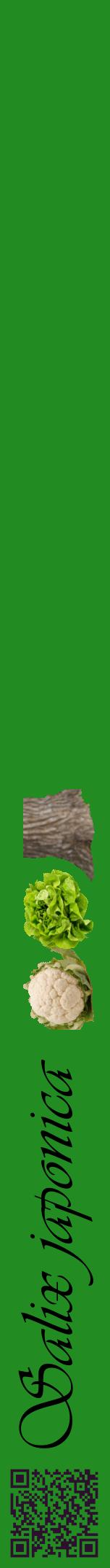 Étiquette de : Salix japonica - format a - style noire10viv avec qrcode et comestibilité simplifiée