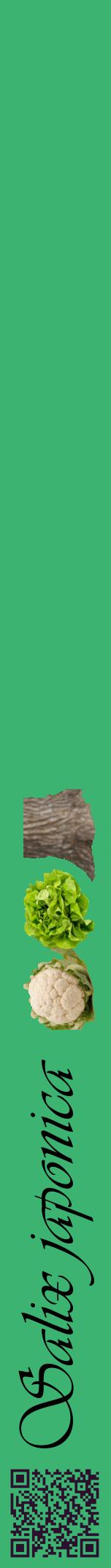 Étiquette de : Salix japonica - format a - style noire12viv avec qrcode et comestibilité simplifiée