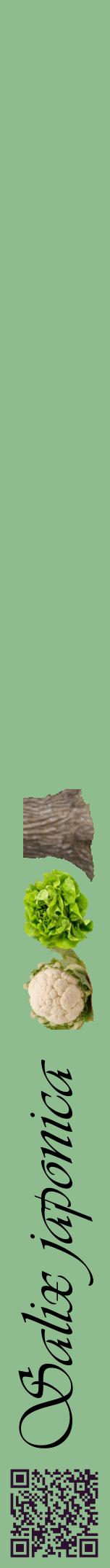 Étiquette de : Salix japonica - format a - style noire13viv avec qrcode et comestibilité simplifiée