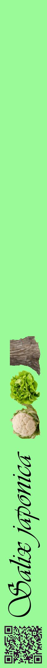 Étiquette de : Salix japonica - format a - style noire14viv avec qrcode et comestibilité simplifiée