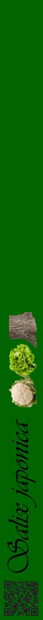 Étiquette de : Salix japonica - format a - style noire8viv avec qrcode et comestibilité simplifiée