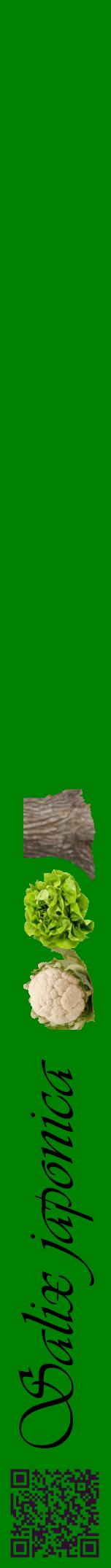Étiquette de : Salix japonica - format a - style noire9viv avec qrcode et comestibilité simplifiée