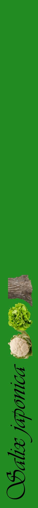 Étiquette de : Salix japonica - format a - style noire10viv avec comestibilité simplifiée