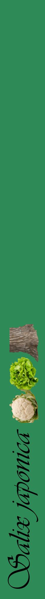 Étiquette de : Salix japonica - format a - style noire11viv avec comestibilité simplifiée