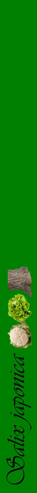 Étiquette de : Salix japonica - format a - style noire9viv avec comestibilité simplifiée