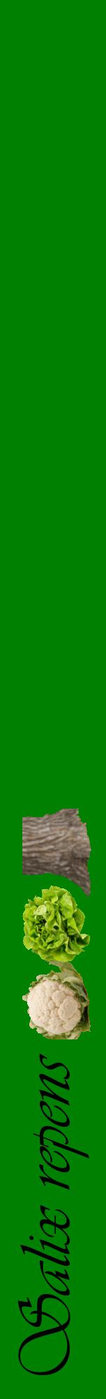 Étiquette de : Salix repens - format a - style noire9viv avec comestibilité simplifiée