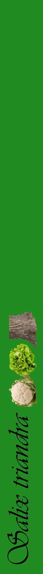Étiquette de : Salix triandra - format a - style noire10viv avec comestibilité simplifiée