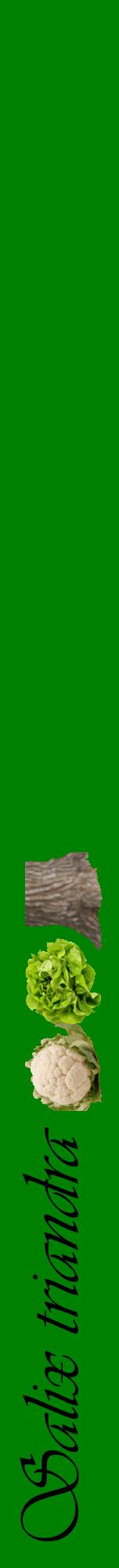 Étiquette de : Salix triandra - format a - style noire9viv avec comestibilité simplifiée
