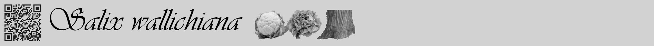 Étiquette de : Salix wallichiana - format a - style noire14viv avec qrcode et comestibilité simplifiée