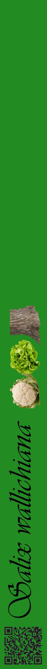 Étiquette de : Salix wallichiana - format a - style noire10viv avec qrcode et comestibilité simplifiée