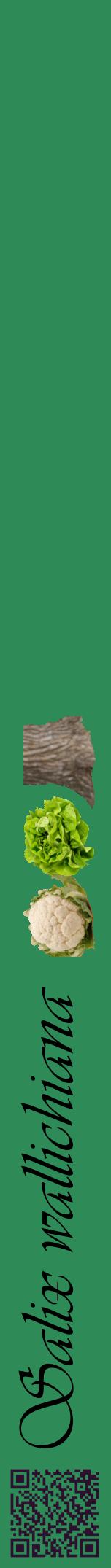 Étiquette de : Salix wallichiana - format a - style noire11viv avec qrcode et comestibilité simplifiée