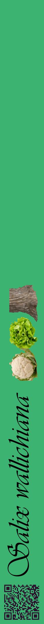 Étiquette de : Salix wallichiana - format a - style noire12viv avec qrcode et comestibilité simplifiée