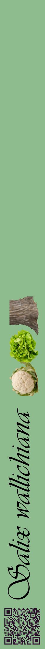 Étiquette de : Salix wallichiana - format a - style noire13viv avec qrcode et comestibilité simplifiée