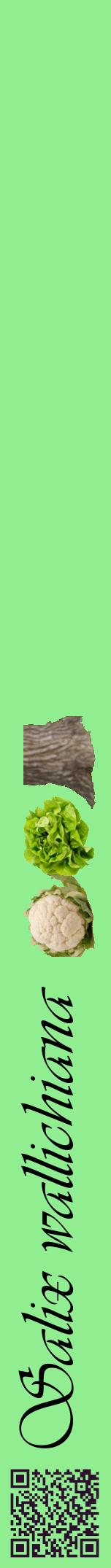 Étiquette de : Salix wallichiana - format a - style noire15viv avec qrcode et comestibilité simplifiée