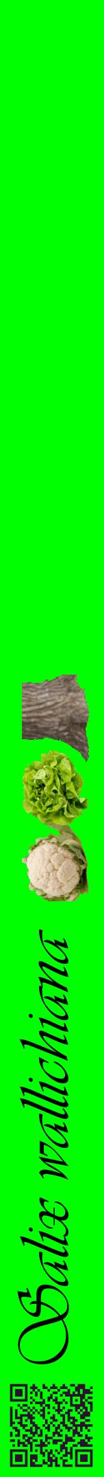 Étiquette de : Salix wallichiana - format a - style noire16viv avec qrcode et comestibilité simplifiée