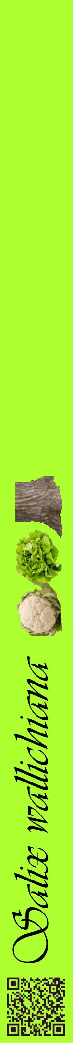 Étiquette de : Salix wallichiana - format a - style noire17viv avec qrcode et comestibilité simplifiée