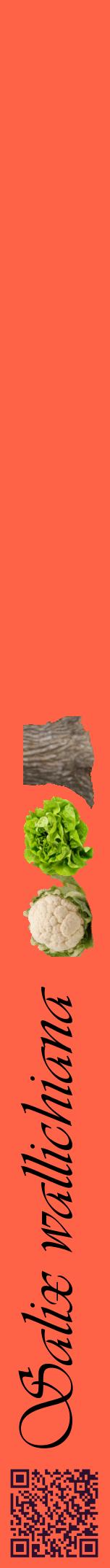 Étiquette de : Salix wallichiana - format a - style noire25viv avec qrcode et comestibilité simplifiée