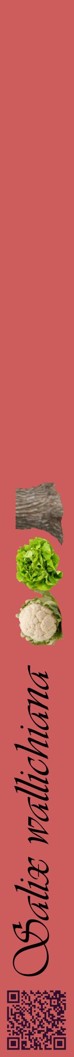 Étiquette de : Salix wallichiana - format a - style noire35viv avec qrcode et comestibilité simplifiée