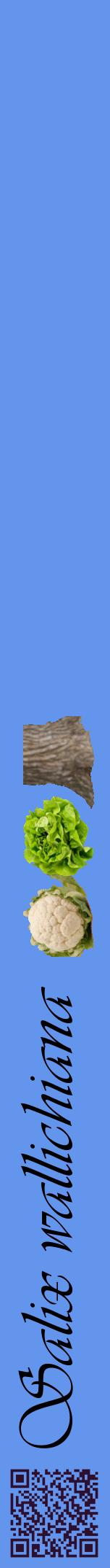 Étiquette de : Salix wallichiana - format a - style noire4viv avec qrcode et comestibilité simplifiée