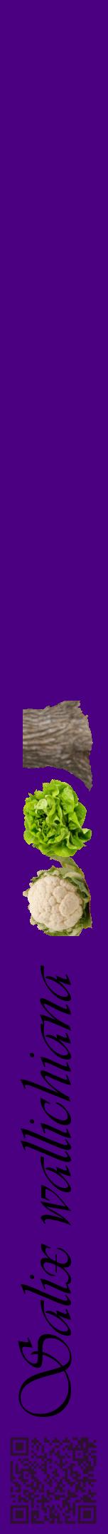 Étiquette de : Salix wallichiana - format a - style noire47viv avec qrcode et comestibilité simplifiée